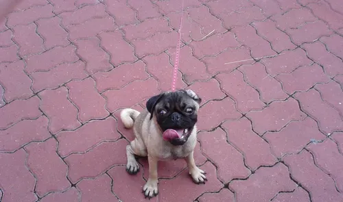 巴哥犬指间开裂 发生于脚趾间的皮肤炎 | 巴哥犬