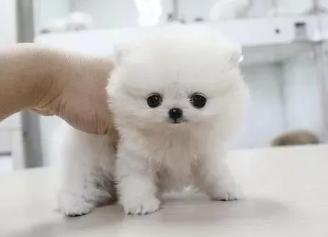 博美犬|哪些食物你可以与博美犬共享