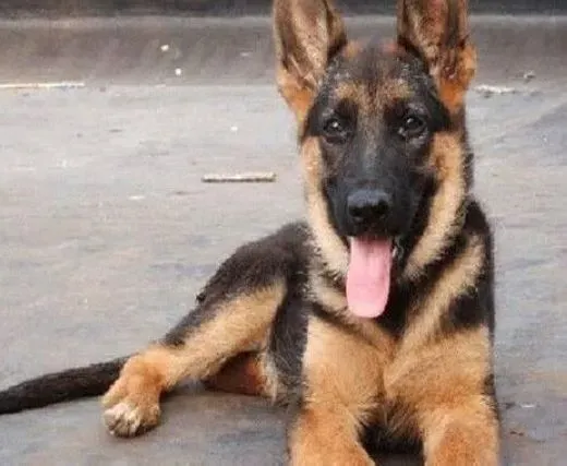 德国牧羊犬|德国牧羊犬的毛发是怎样护理得这样出众的
