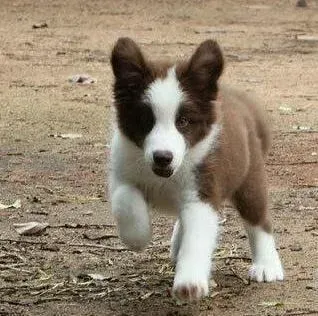 边境牧羊犬|边境牧羊犬因打针脖子上起个大包怎么处理