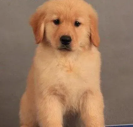 金毛|完美性格 最受欢迎的金毛犬性格是什么样的