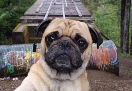巴哥犬指间开裂 发生于脚趾间的皮肤炎 | 巴哥犬