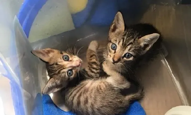 2只猫咪被遗弃在垃圾子母车 遇好心暖爸救回 | 猫