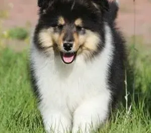 喜乐蒂|什么时候给喜乐蒂犬剃毛最好