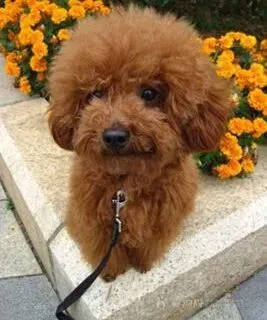 贵宾犬|科学训练塑造乖狗狗 训练贵宾犬有哪些内容
