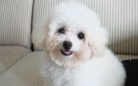 怎么处理狗狗泪痕 狗狗有泪痕怎么清洁 | 泪痕