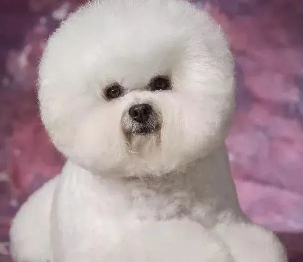 比熊犬|比熊犬脑袋上长了一个脓包应如何消除掉