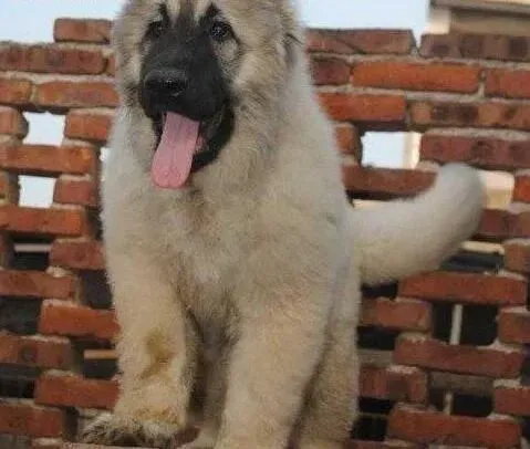 高加索犬|高加索犬洗完澡之后应该怎样进一步做护理