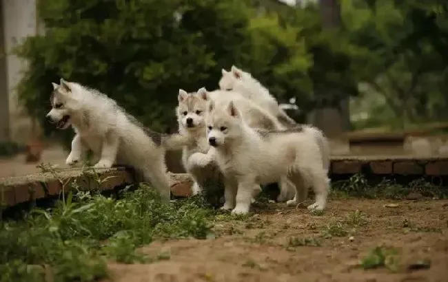 哈士奇|如何给十个月大的哈士奇挤肛门腺