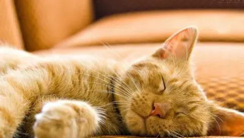 猫传染性腹膜炎  猫腹膜炎病程发展较慢 | 猫