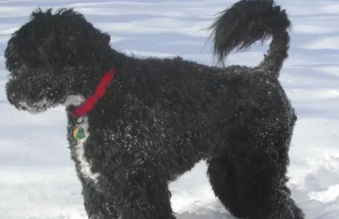 葡萄牙水犬喜欢吃什么 要适当给狗狗补充钙粉 | 葡萄牙水犬