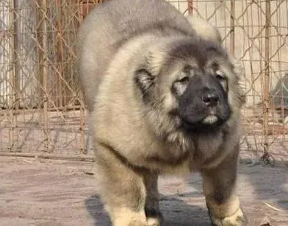 高加索犬|高加索犬患上心脏病后应怎么治疗，应注意些什么