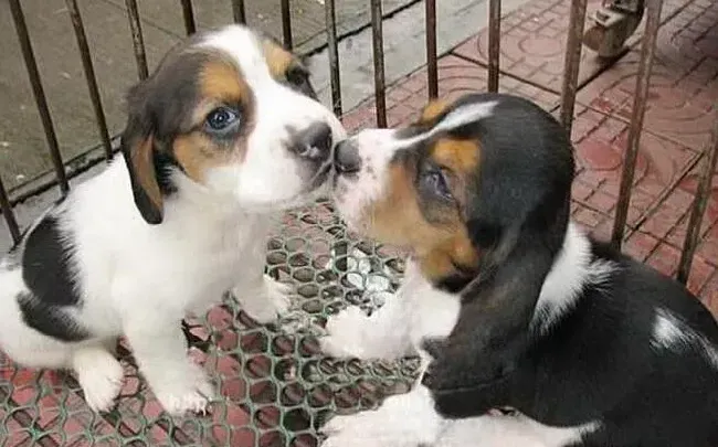 比格犬|最适合比格犬吃的食物清单