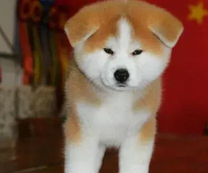 秋田犬|秋田犬身上起红色的小痘痘是什么毛病