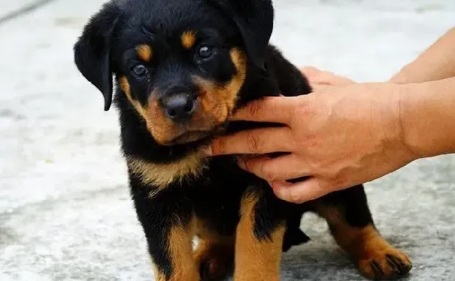 罗威纳犬|罗威纳犬牙齿发黑是缺钙吗