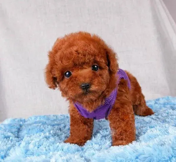 泰迪犬|泰迪犬身体痒，好像有螨虫如何是好