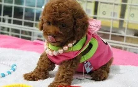 贵宾犬|贵宾犬耳朵里外都脱皮是怎么回事 应如何医治
