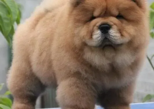 松狮犬|松狮犬缺钙会有什么危害