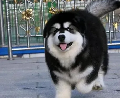 阿拉斯加犬|阿拉斯加犬睡觉时喘粗气正常吗