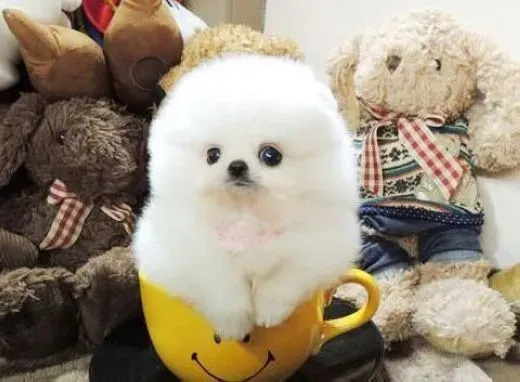 博美犬|运动健身体 我们与博美犬运动的理由有哪些