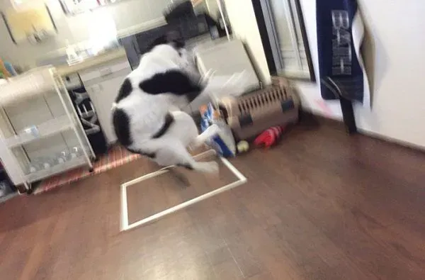 猫咪也有猫咪保姆啦！拍照质量还是有待提高