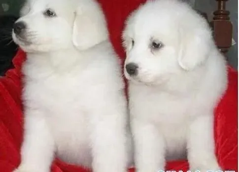 大白熊犬|为大白熊狗狗做绝育手术的三点好处