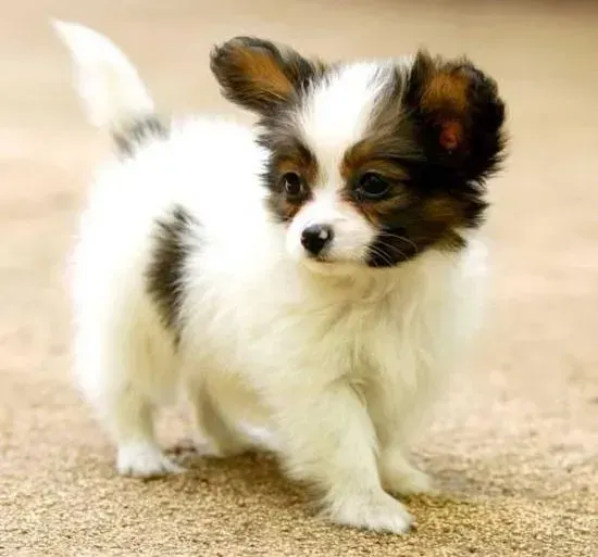 蝴蝶犬|蝴蝶犬出现拉稀情况 是不是患上狗瘟了啊