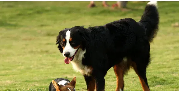 伯恩山犬的样子 伯恩山犬外形特征表现 | 伯恩山犬