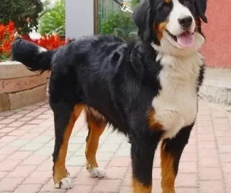 伯恩山犬|家庭教练教你如何培养伯恩山犬扑咬能力