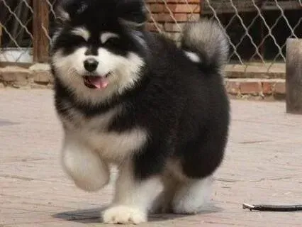 阿拉斯加犬|两个月的阿拉斯加犬得了皮肤病可以剃毛治疗么