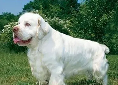 克伦伯猎鹬犬的形态特征 主要颜色是白色 | 克伦伯猎鹬犬