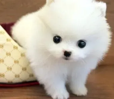 博美犬|博美犬营养过剩会带来哪些危险