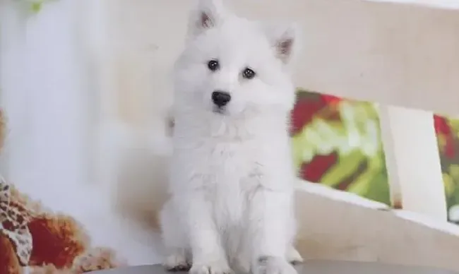 银狐犬|银狐犬生殖器有点红肿是什么情况