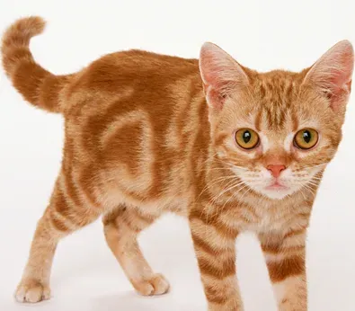 美国硬毛猫的性格 该猫性格活泼好动 | 美国硬毛猫