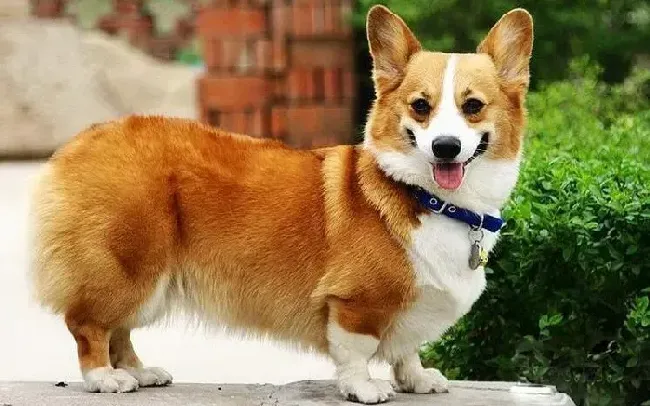 柯基犬|柯基犬最近有点拉稀，晚上口吐粘液如何是好