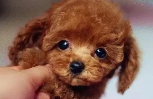 贵宾犬|如何妥善合理的解决好贵宾犬的消化问题