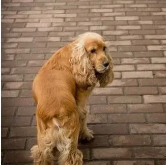 可卡犬|走出喂养可卡犬的某些误区