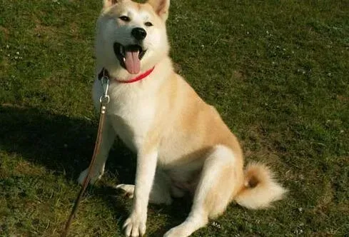 秋田犬|猫狗未必是冤家 如何让秋田犬和猫咪友好相处