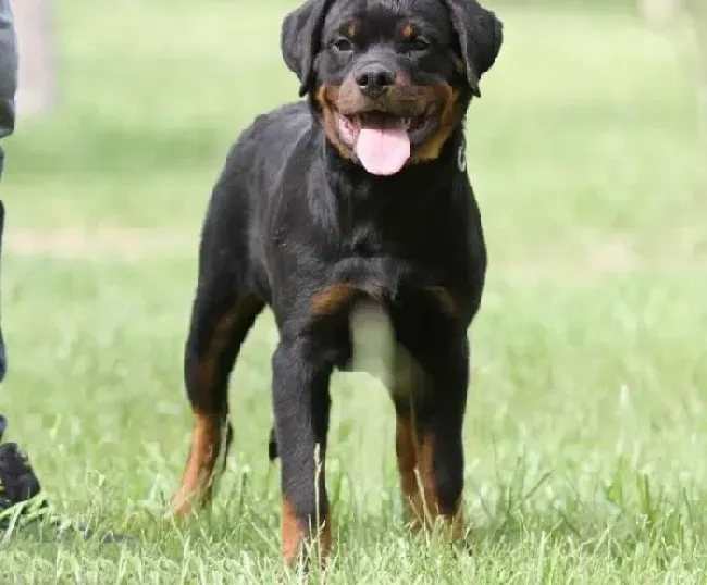 罗威纳犬|面对罗威纳犬的食物中毒要怎么办