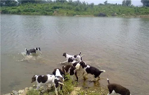 史宾格犬吃什么狗粮 史宾格不能吃的六种食物 | 史宾格犬