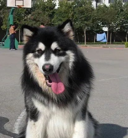 阿拉斯加雪橇犬怎么样 高智商可领会人的语言 | 阿拉斯加雪橇犬