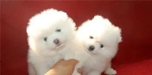 博美犬的优缺点 对人非常的友好没有攻击性 | 博美犬