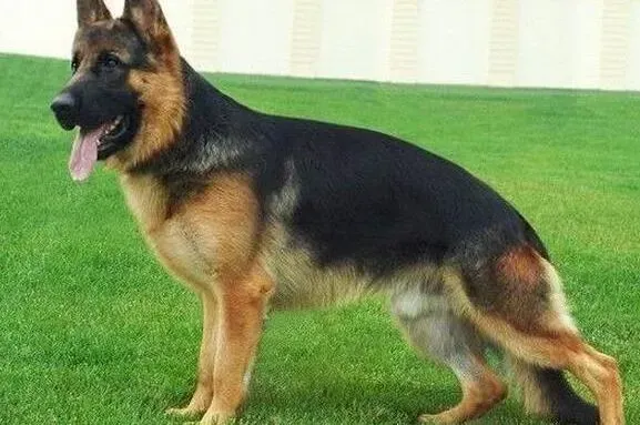 德国牧羊犬|德国牧羊犬肚皮上长了一些小包是什么情况