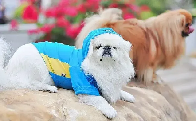 京巴狗|狗狗有口臭怎么办 如何去除京巴犬的口臭