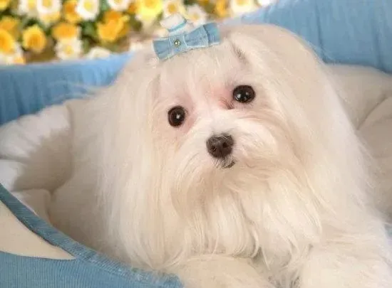 马尔济斯|马尔济斯犬产下幼崽后挠地焦躁不安为什么