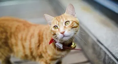 猫咪长癣怎么办 猫癣可传染给人注意消毒 | 猫