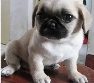 巴哥犬|巴哥犬产后大便发黑应该怎么调理