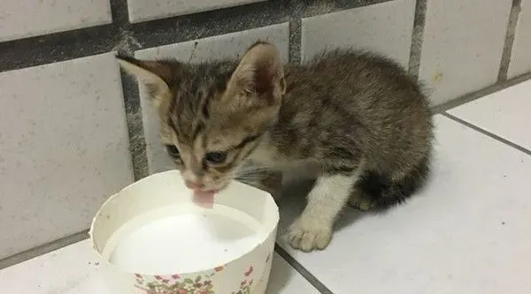2只猫咪被遗弃在垃圾子母车 遇好心暖爸救回