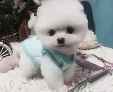 博美犬|博美犬肚皮上有红色的疹子怎么办