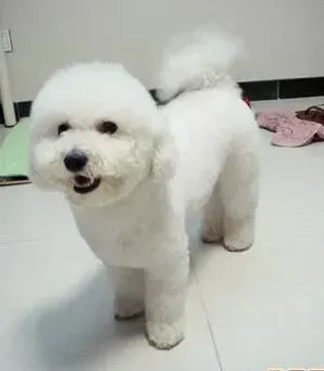 比熊犬|跳高健将 怎样能训练比熊犬跳起来